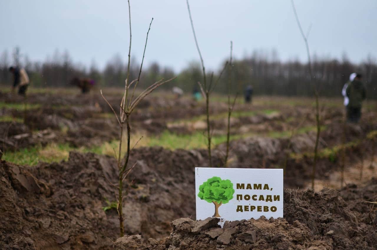 «Посади дерево — розмінуй Україну». На деокупованій Чернігівщині висадили дві тисячі саджанців